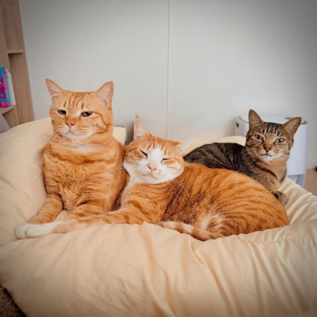 #necotoart #tabby #cat #猫