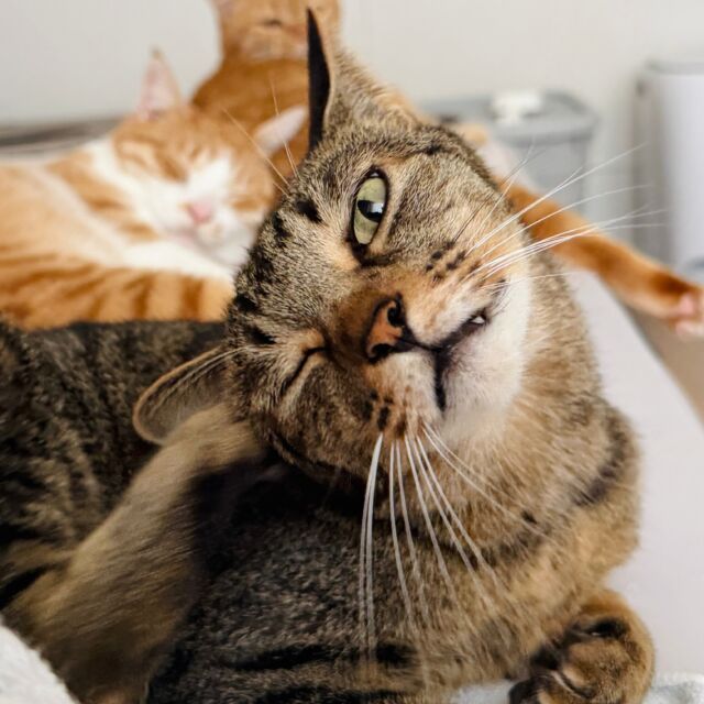 #necotoart #猫